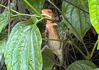 Eideche im Dschungel von Koh Samui